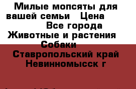 Милые мопсяты для вашей семьи › Цена ­ 20 000 - Все города Животные и растения » Собаки   . Ставропольский край,Невинномысск г.